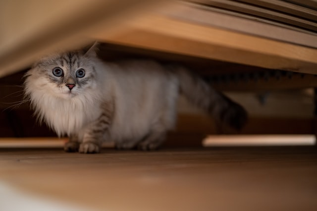 Kočka pod postelí.