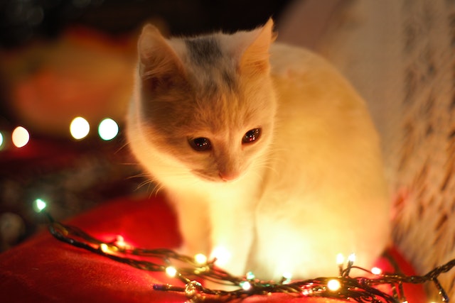 Kočka a vánoční světýlka.
