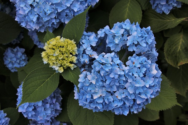 Hortenzie s modrými květy.