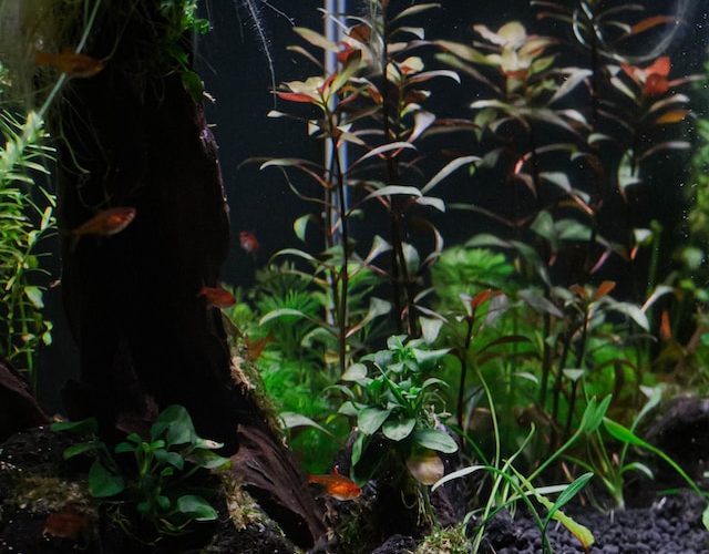 Akvárium s rybičkami a rostlinami.