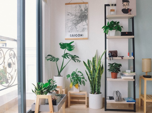 Pokojové rostliny v obývacím pokoji.