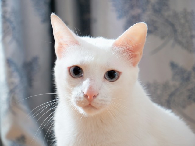 Modrooká bílá kočka.