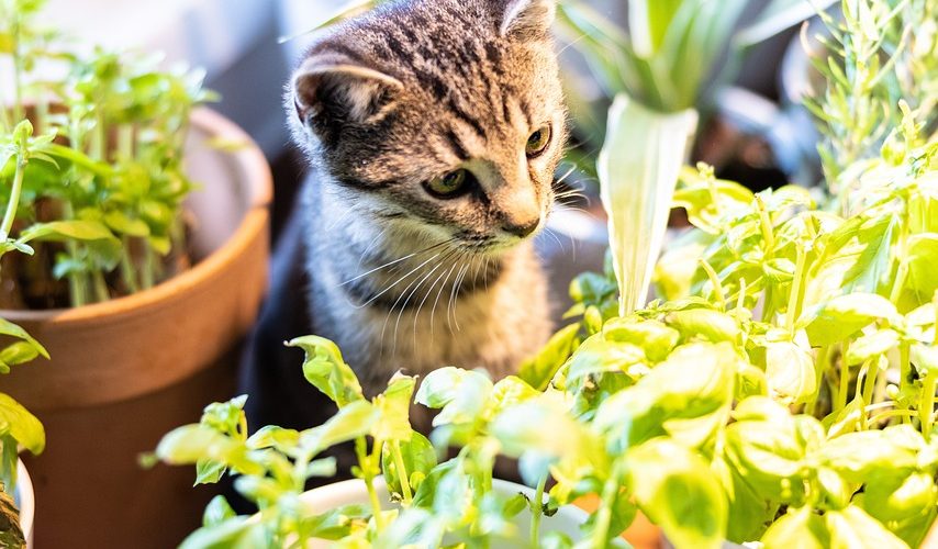 Kočka a rostliny.