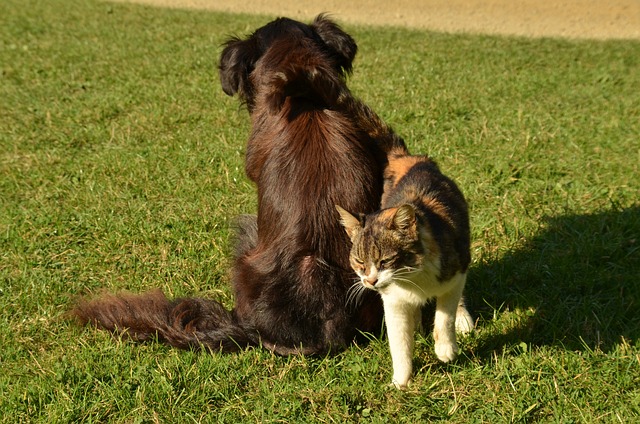 Kočka a pes na trávě.